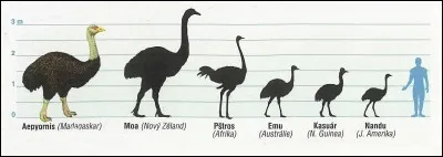 Le Moa géant (3,6m de haut ; 250kg) est le plus grand oiseau terrestre de tous les temps et l'Æpyornis (3,5m de haut ; 450kg) est quant à lui le plus gros.
Ces 2 grands oiseaux sont apparus...