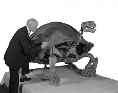 Ces 2 oiseaux ont vécu à la même époque que Testudo atlas, la plus grande tortue terrestre de tous les temps. Elle atteignait parfois la longueur de 2,5 mètres. 
Lorsqu'elle atteignait cette taille, cette tortue...
