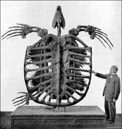 Testudo atlas n'est pourtant pas la plus grande tortue ayant existé.
L'Archelon pouvait mesurer 4 mètres de long et a vécu...