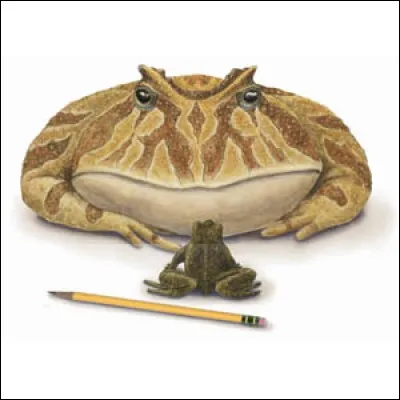 Beelzebufo (taille 41cm) vivait à la même époque que Archelon et est la plus grande espèce de la famille des Ranidés découverts. Cette grenouille disparue n'est pourtant pas beaucoup plus grosse que les plus grands Ranidés de nos jours. 
Aujourd'hui le record du plus gros Ranidé est détenu par...