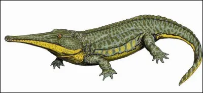 Prionosuchus (taille 9m) le plus grand amphibien de tous les temps, est beaucoup plus imposant que Beelzebufo.
Il a vécu...