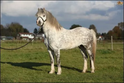 Quelle est la race de ce cheval ?