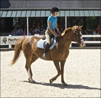 Quelle est la race de ce cheval ?