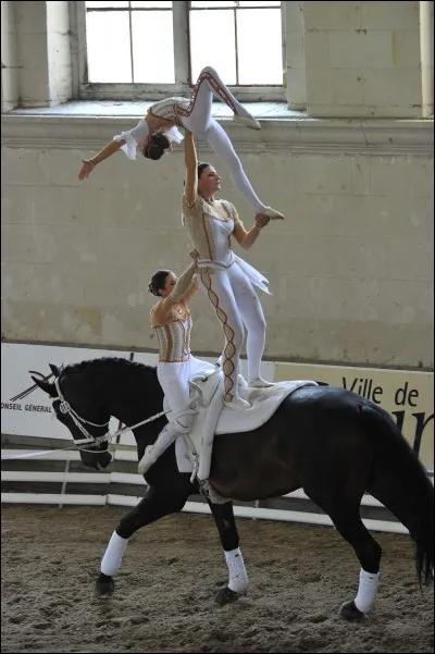Comment appelle-t-on l'art de faire de la gym sur un cheval ?