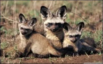 Quel est l'autre nom du renard à oreilles de chauve-souris, qui colonise l'Afrique australe ?