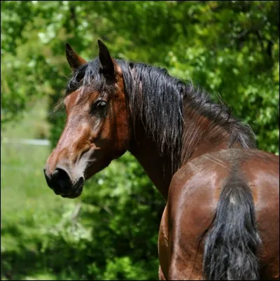 Quelle est la race de ce cheval ?