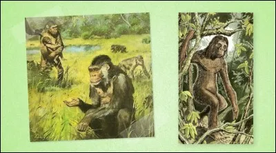 Ensuite, quelle espèce a succédé il y a 15 millions d'années ?