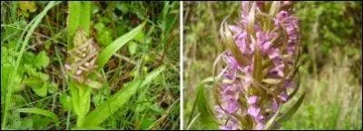 J'ai t dcouverte au bord d'un foss plein d'eau, en Gironde. Qui suis-je ?