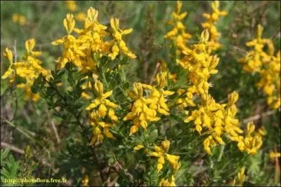 Quel est le nom actuel donn  Papilionaceae ?