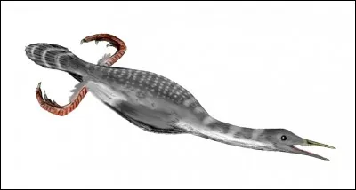Voici l'un des premiers oiseaux aquatiques. Quel est-il ?