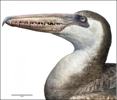 Quelle était l'envergure de Pelagornis, le plus grand oiseau découvert ?