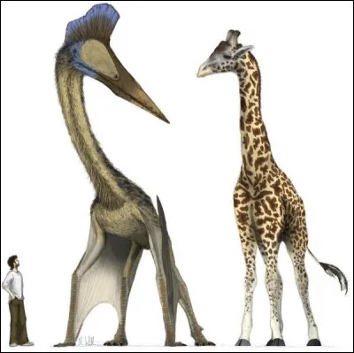 Quel est ce ptérosaure de 12 m d'envergure ?