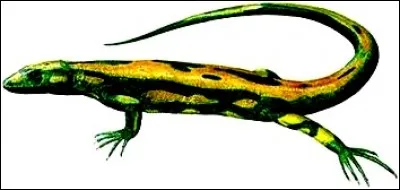 Quel est ce lézard ?