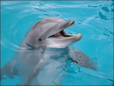 Quel est le nom de ce mammifère aquatique ?