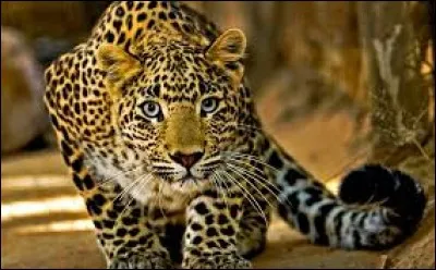 Quel est le nom de magnifique félin ?