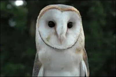 Comment s'appelle ce superbe rapace nocturne ?