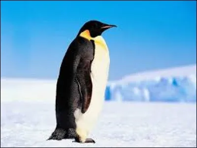 Quel est le nom de cet oiseau marin ?