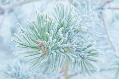 Qui est très pieuse et zélée pour les pratiques religieuses : dé...