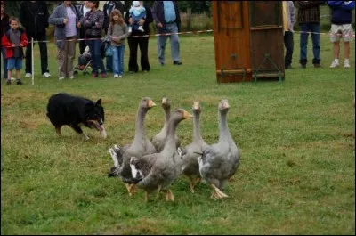 Peut-on employer le mot troupeau pour désigner plusieurs oies rassemblées ?