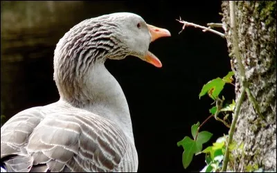 Les oies peuvent-elles être agressives ?