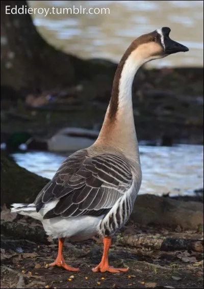 L'oie de Chine qui est sur la photo de présentation de la première question se reconnaît à sa bosse sur la tête et à la base du bec, cette bosse s'appelle ...