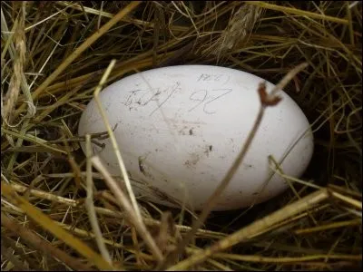 Un oeuf d'oie a un poids variable, mais un oie a pondu un gros oeuf qui pesait...