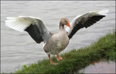 Les anciens se souviennent certainement de ce film, "les oies sauvages" . Qui étaient "les oies sauvages", ?