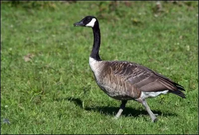 L'oie Bernache du Canada est la plus grande des bernaches, on l'appelle aussi ... . Elle est facilement reconnaissable avec sa tête et son cou noir.