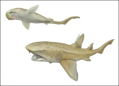 Quel est ce requin disparu ?