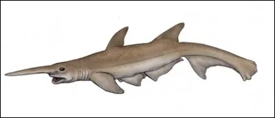 Quel est ce requin disparu ?