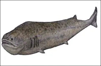 Quel est ce requin disparu ?