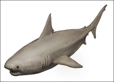Quel est ce requin disparu ?