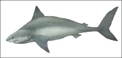 Quel est ce requin disparu ?