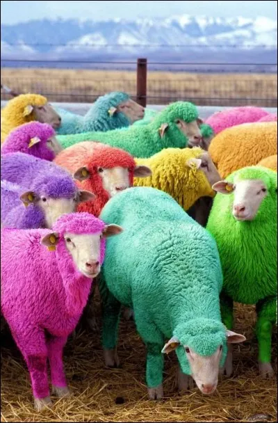 Comment peut-on faire devenir un mouton multicolore ?