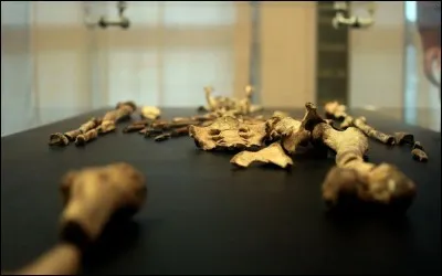 Comment l'australopithèque dite Lucy, un squelette retrouvé en 1975, est-elle morte ?