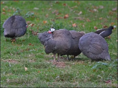 Où se cache le caracal, grand amateur de pintades ?