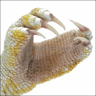 Puisque vous êtes si malins, trouvez donc le caméléon d'Europe !