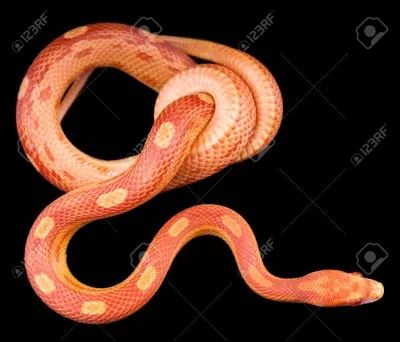 Quel est ce serpent ?