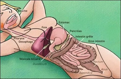 Quel orifice de l'estomac fait communiquer celui-ci avec le duodénum ?
