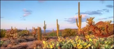 Quelle est la monnaie du Mexique ?