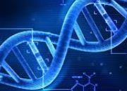 Quiz Objectif BAC S - Le brassage génétique par la méiose et la fécondation (4)