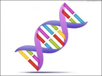 Comment appelle-t-on la cellule que l'on obtient après fécondation ?