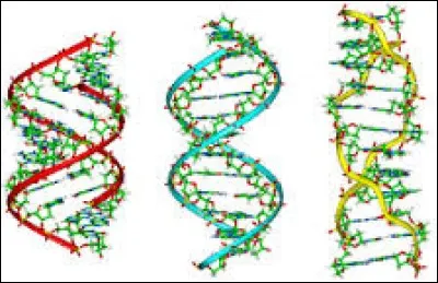 Combien de divisions composent la méiose ?