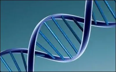 De quelle cellule la division réductionnelle divise-t-elle la ploïdie ?