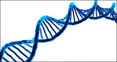 Combien de cellules a-t-on après la première division de la méiose ?