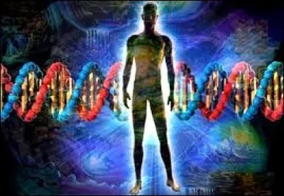 Que sont les pronuclei ?