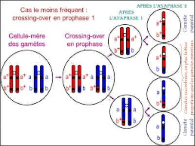 &Agrave; la migration de quoi le brassage interchromosomique correspond-il ?