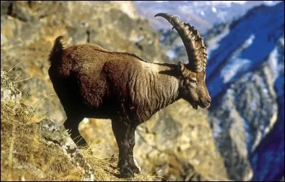 Quel animal représente la photo ?