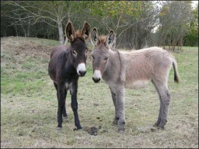 Quels animaux sont représentés sur la photo ?