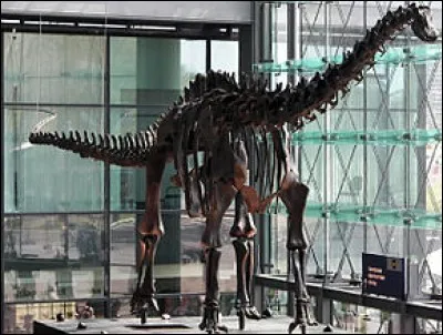 Sur l'image, c'est le squelette d'un Diplodocus.
